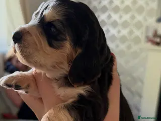 Cocker Spaniel dogs Beautiful cocker spaniel babies - Advert 2