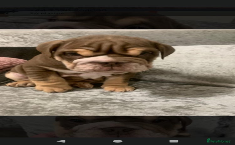 English Bulldog dogs - Advert 2