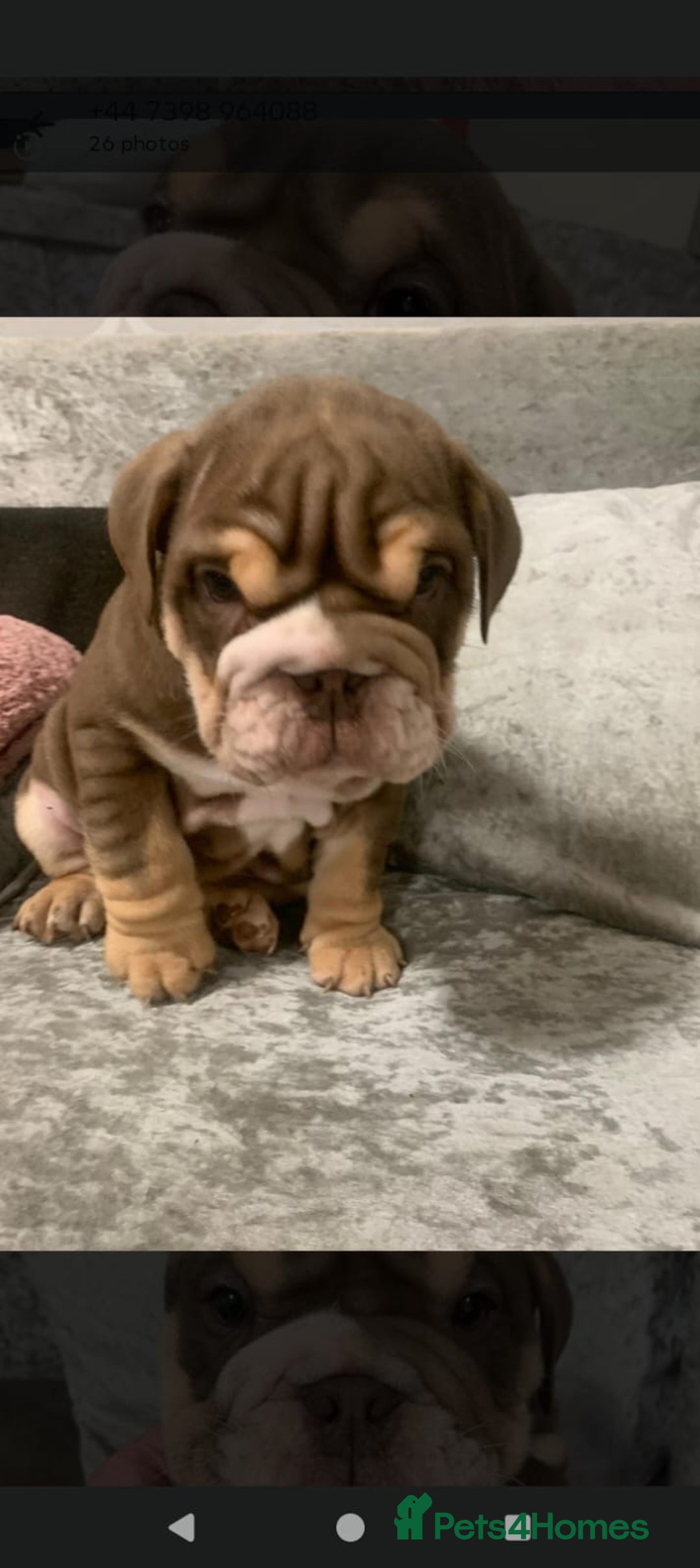 English Bulldog dogs for sale: Lilac male English bulldog - Image 1