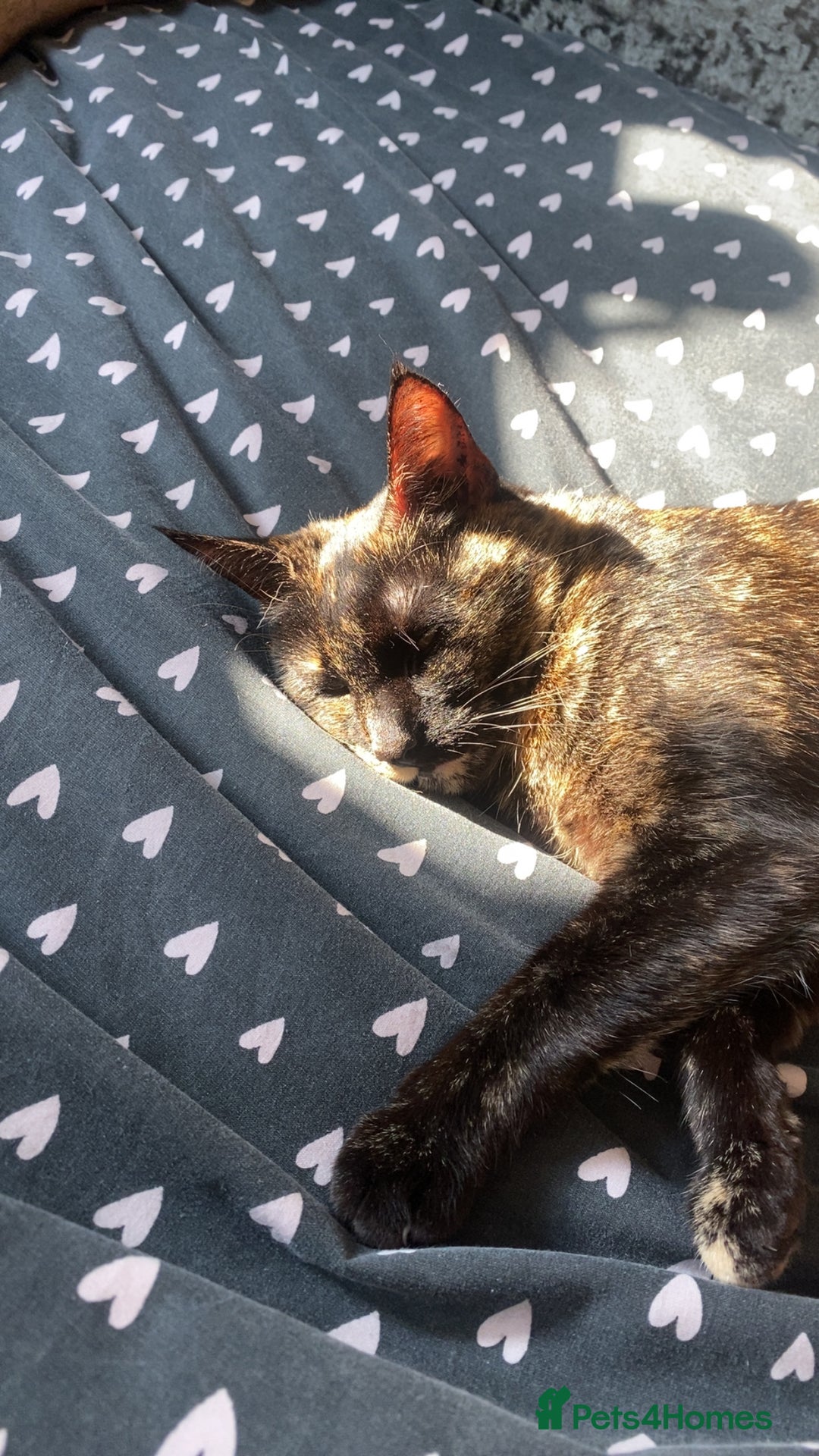 British Shorthair cats for sale: Juno the Tortoiseshell 🫶🏽 - Image 6