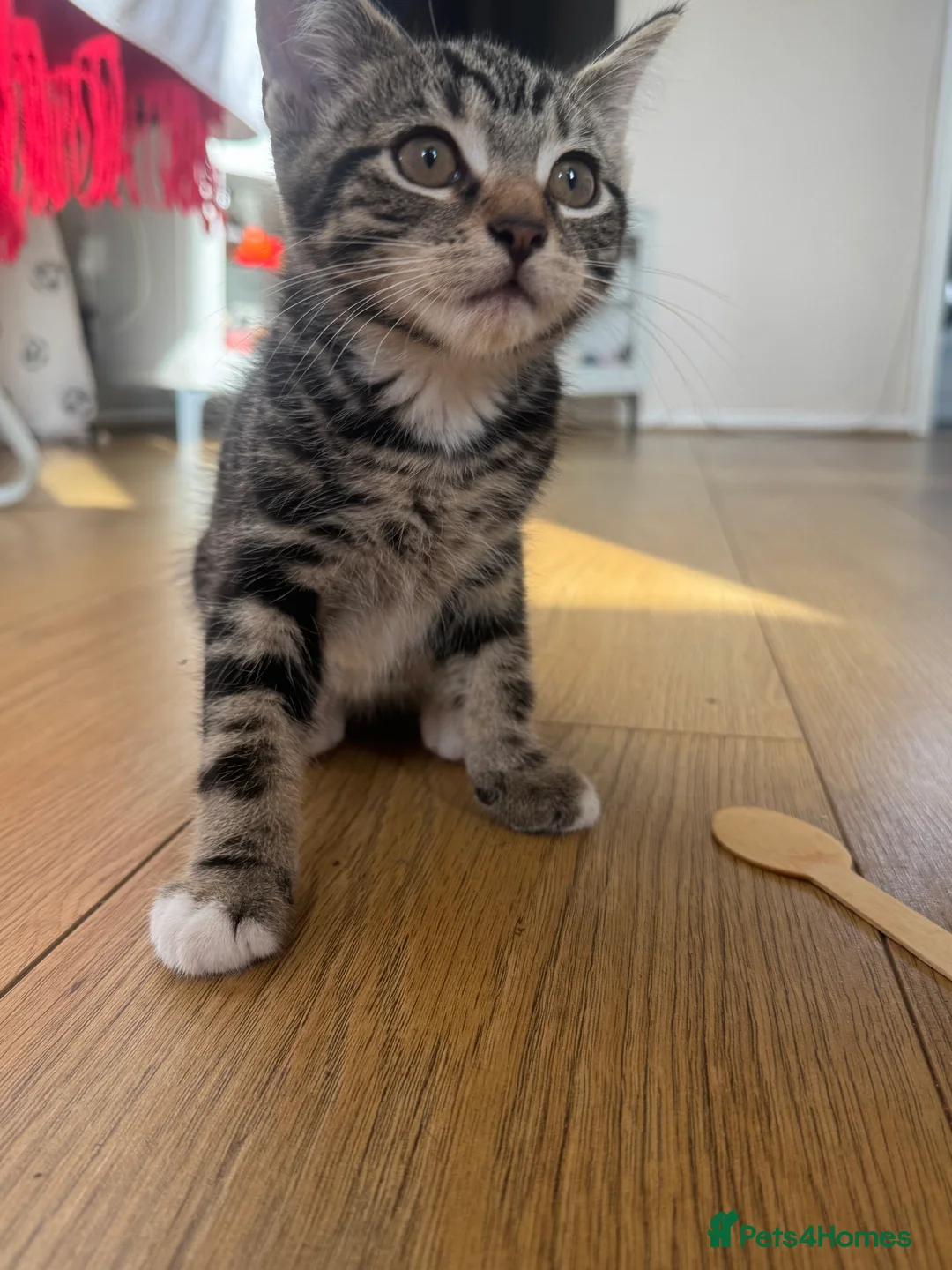 British Shorthair cats for sale: Playful kittens - Advert 3