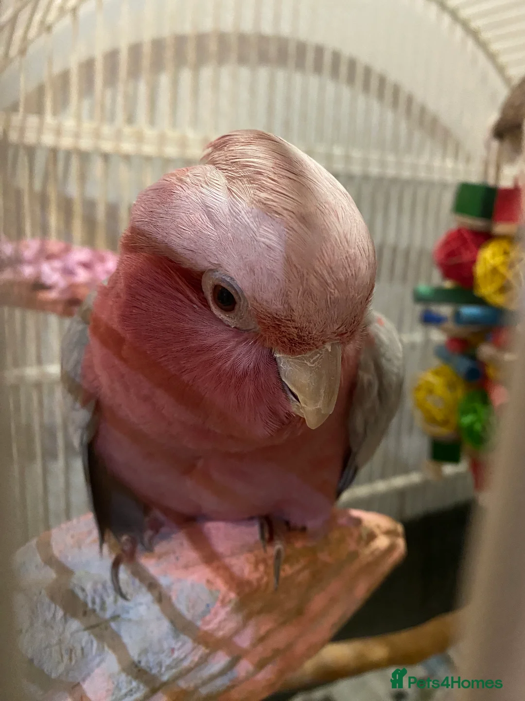 Cockatoo birds for sale: Female Galah Cockatoo - Advert 2