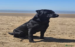 Labrador Retriever dogs for sale: Black labrador gundog working puppies  - Image 1
