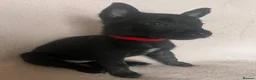 Belgian Shepherd Dog dogs for sale: BELGIAN SHEPHERD X DUTCH SHEPHERD - Advert 4