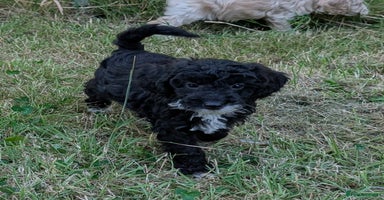 Cockapoo dogs - Advert 12
