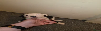 Border Collie 3