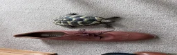Hermann Tortoise reptiles for sale: Bubbles the Tortoise  - Advert 4