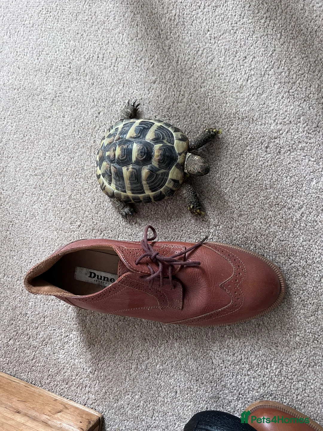 Hermann Tortoise reptiles for sale: Bubbles the Tortoise  - Advert 4
