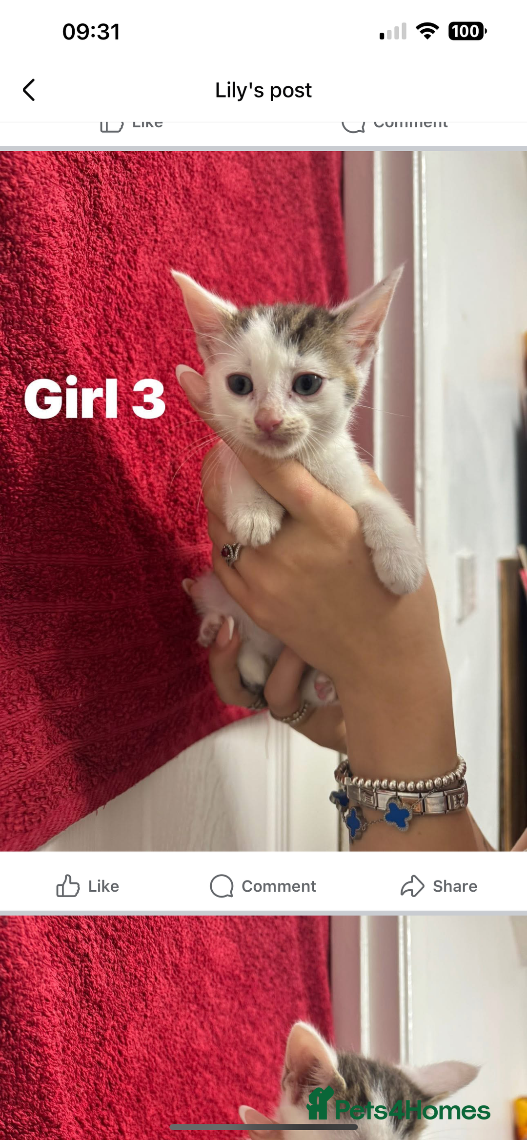 Tibetan cats for sale: 4 female kittens ready for new homes - Image 10