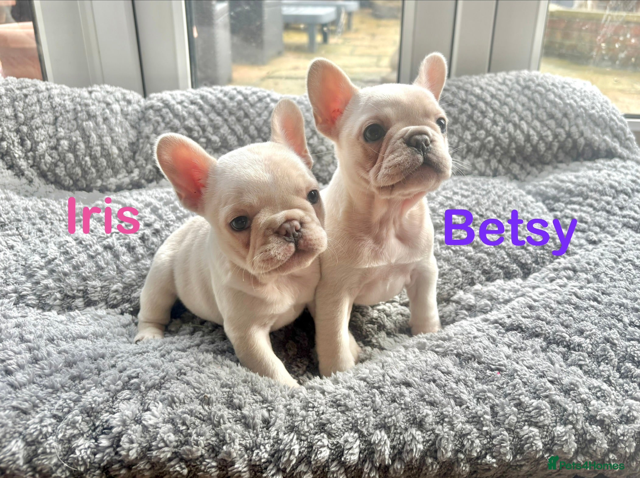 French Bulldog dogs Only 2 Girls left:French Bull Dog Puppies - Advert 1