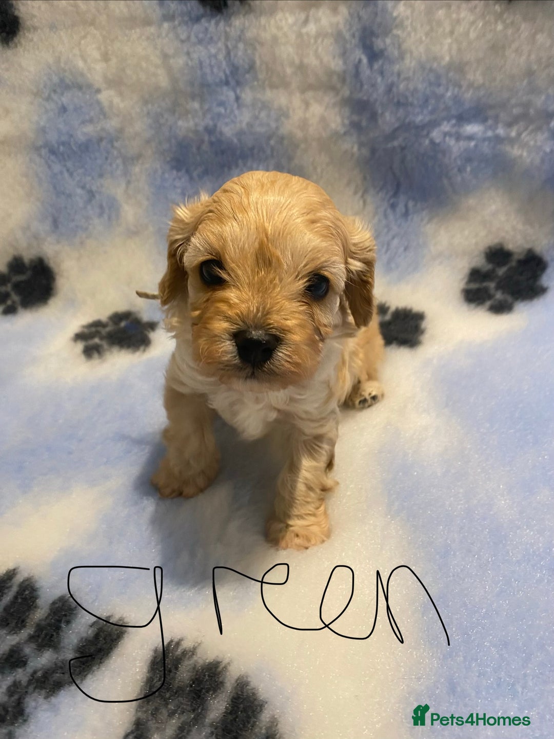 Cavapoo dogs for sale: 5 apricot cavapoo puppies - Advert 13