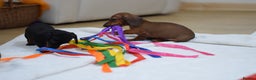 Miniature Dachshund dogs for sale: 🌟Gorgeous Miniature Dachshunds🌟 - Advert 25