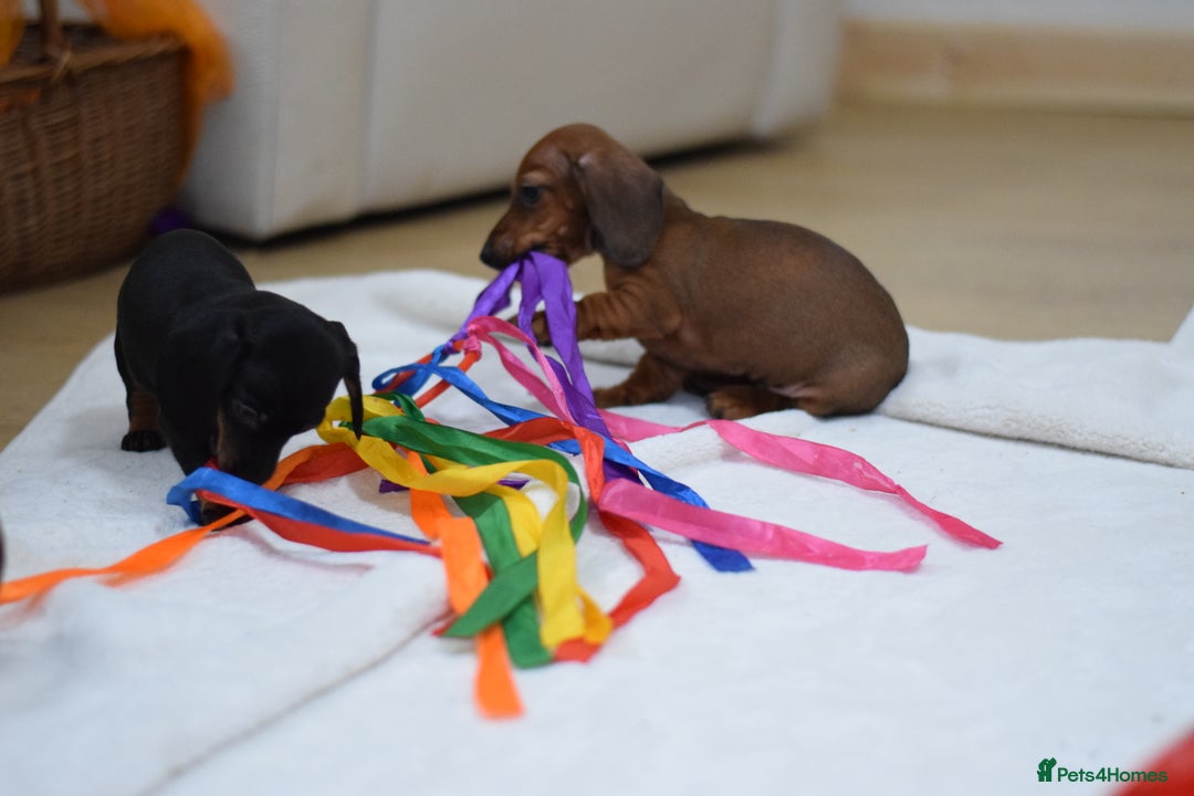 Miniature Dachshund dogs for sale: 🌟Gorgeous Miniature Dachshunds🌟 - Advert 25
