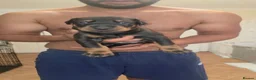 Dobermann dogs for sale: Pedigree Chunky Doberman Puppies - Advert 6