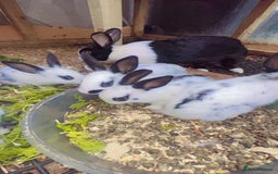 English Spot rabbits for sale: 6 Beautiful baby Rabbits for Sale - Image 5
