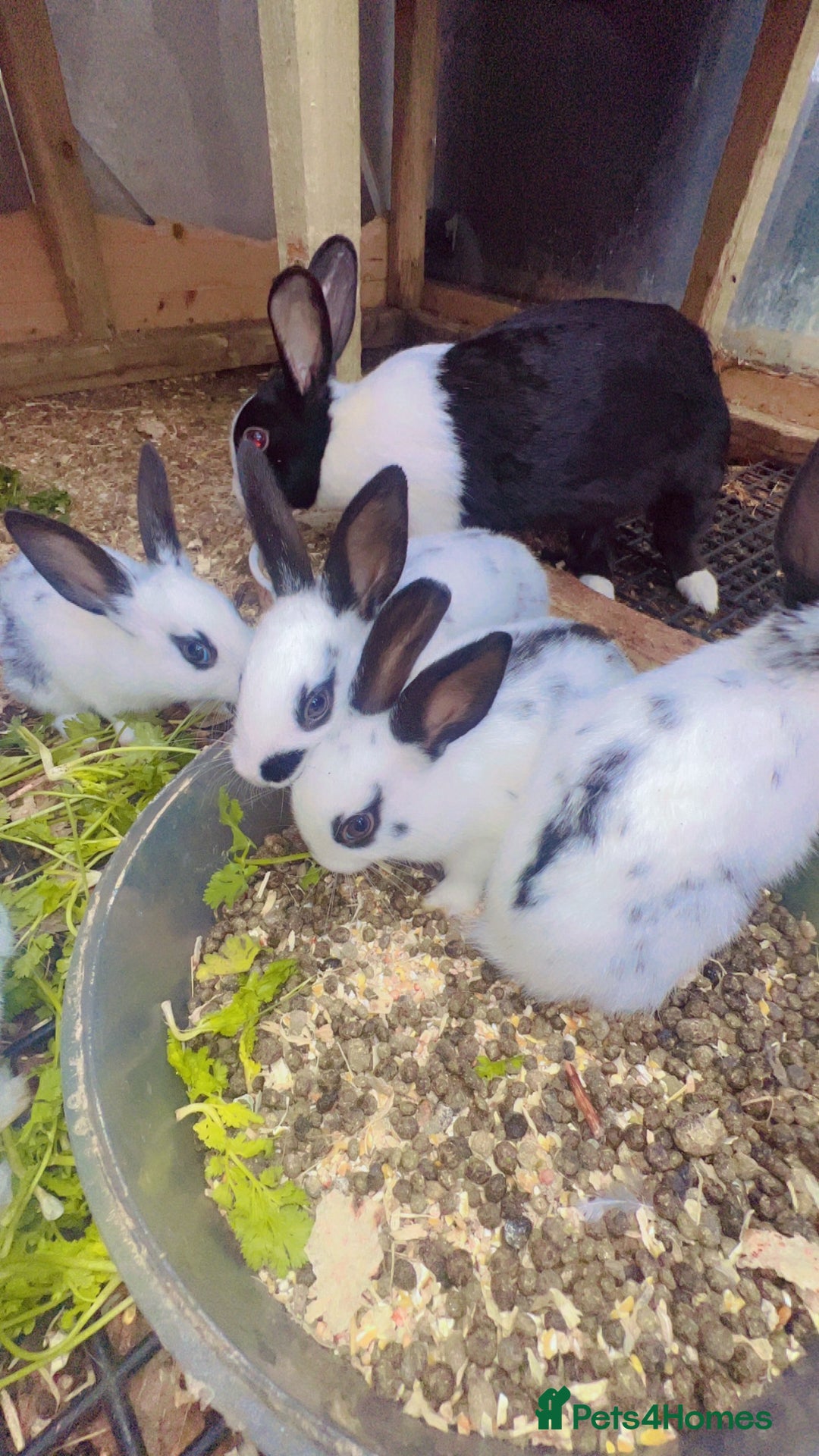 English Spot rabbits for sale: 6 Beautiful baby Rabbits for Sale - Image 5