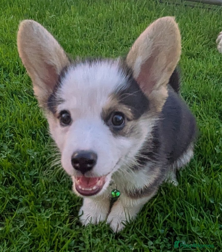 Welsh Corgi Pembroke dogs Quality, dna clear healthy fit pups - Advert 10