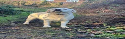 Labrador Retriever dogs for sale: Beautiful Pure Labrador with dna tests - Advert 8