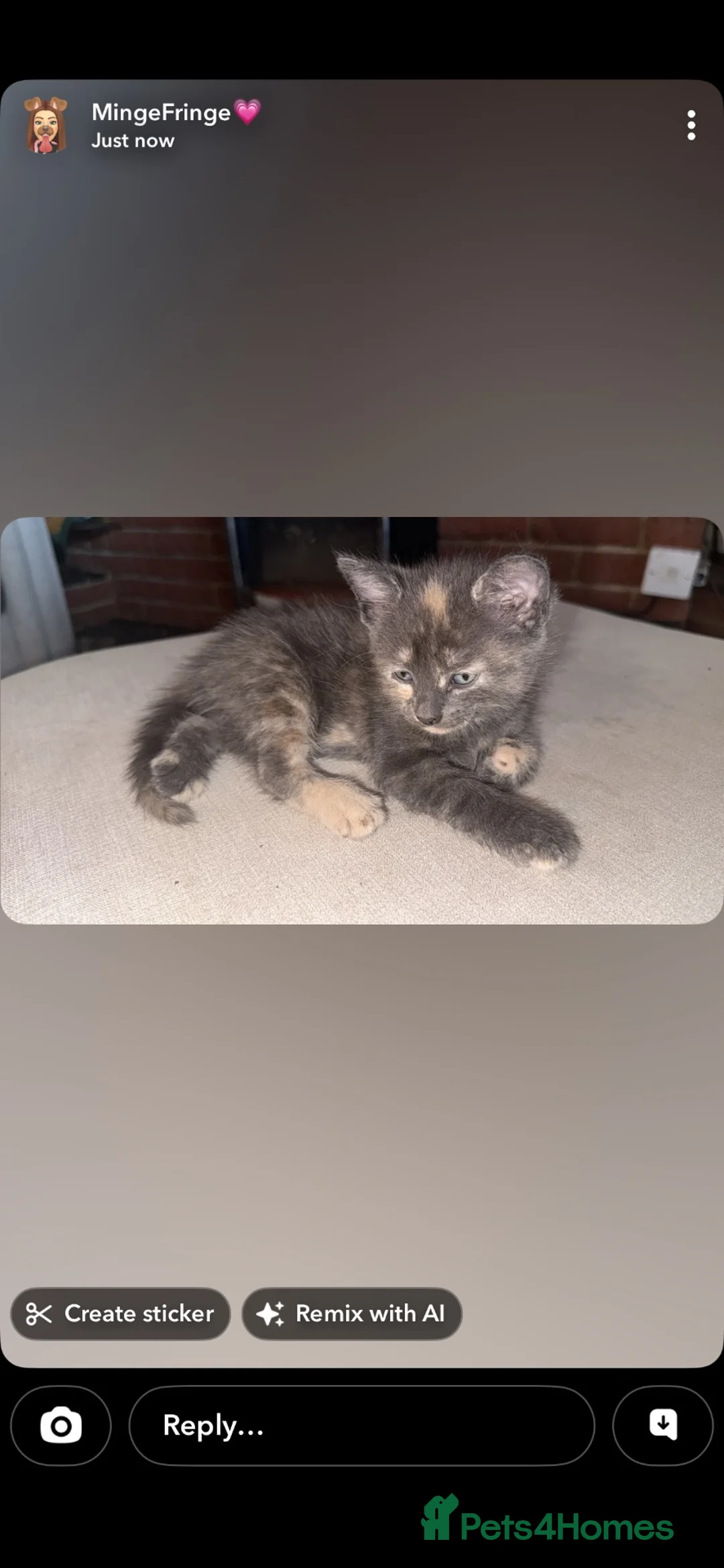 Mixed Breed cats for sale: Ragdoll x mixed  in Walsall - Advert 3
