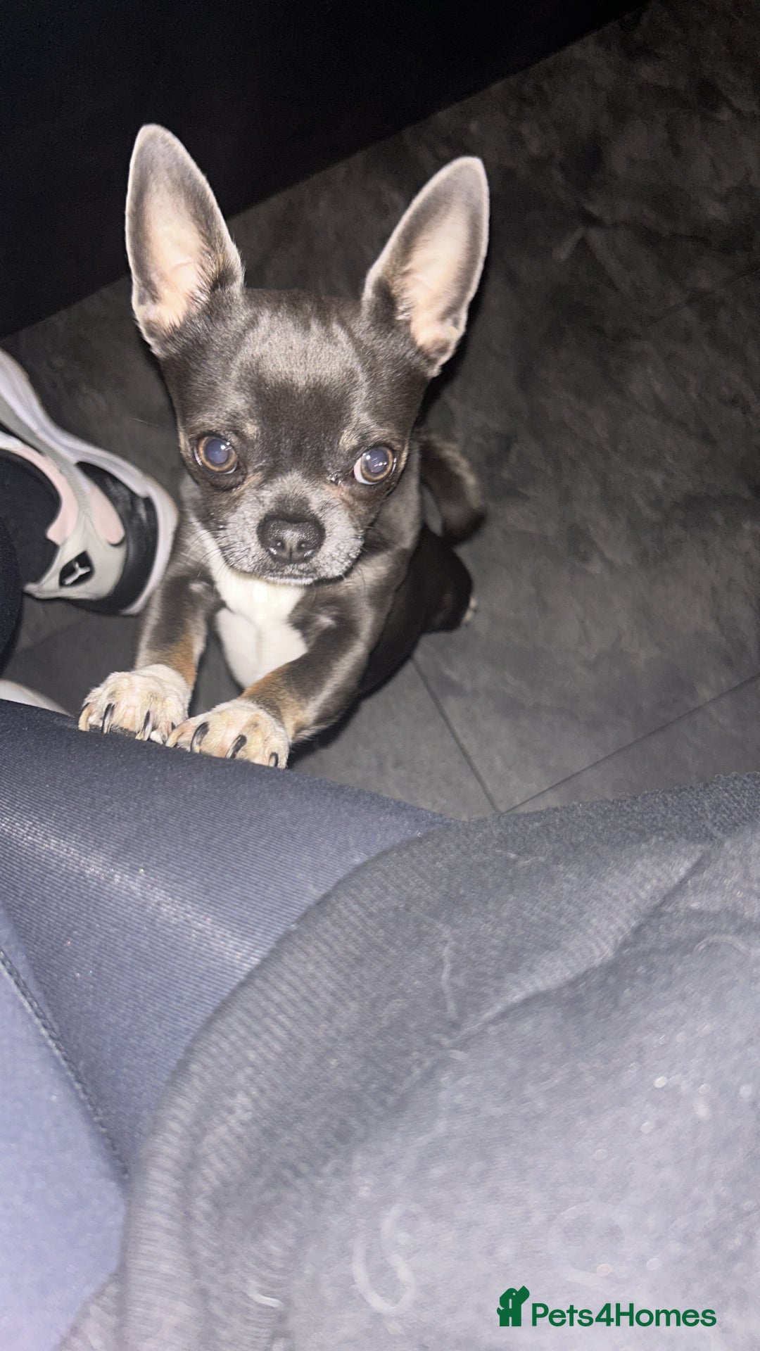 Chihuahua dogs for stud: Stud only. Full pedigree lilac chihuahua £300 - Advert 3