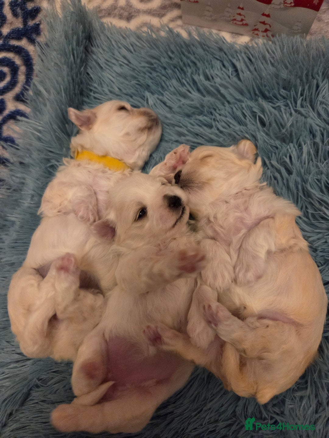 Bichon Frise dogs for sale: Cute little puppies 🩷🩷🩷 - Advert 1