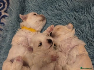 Bichon Frise dogs Cute little puppies 🩷🩷🩷 - Advert 2