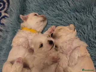 Bichon Frise dogs Cute little puppies 🩷🩷🩷 - Advert 7