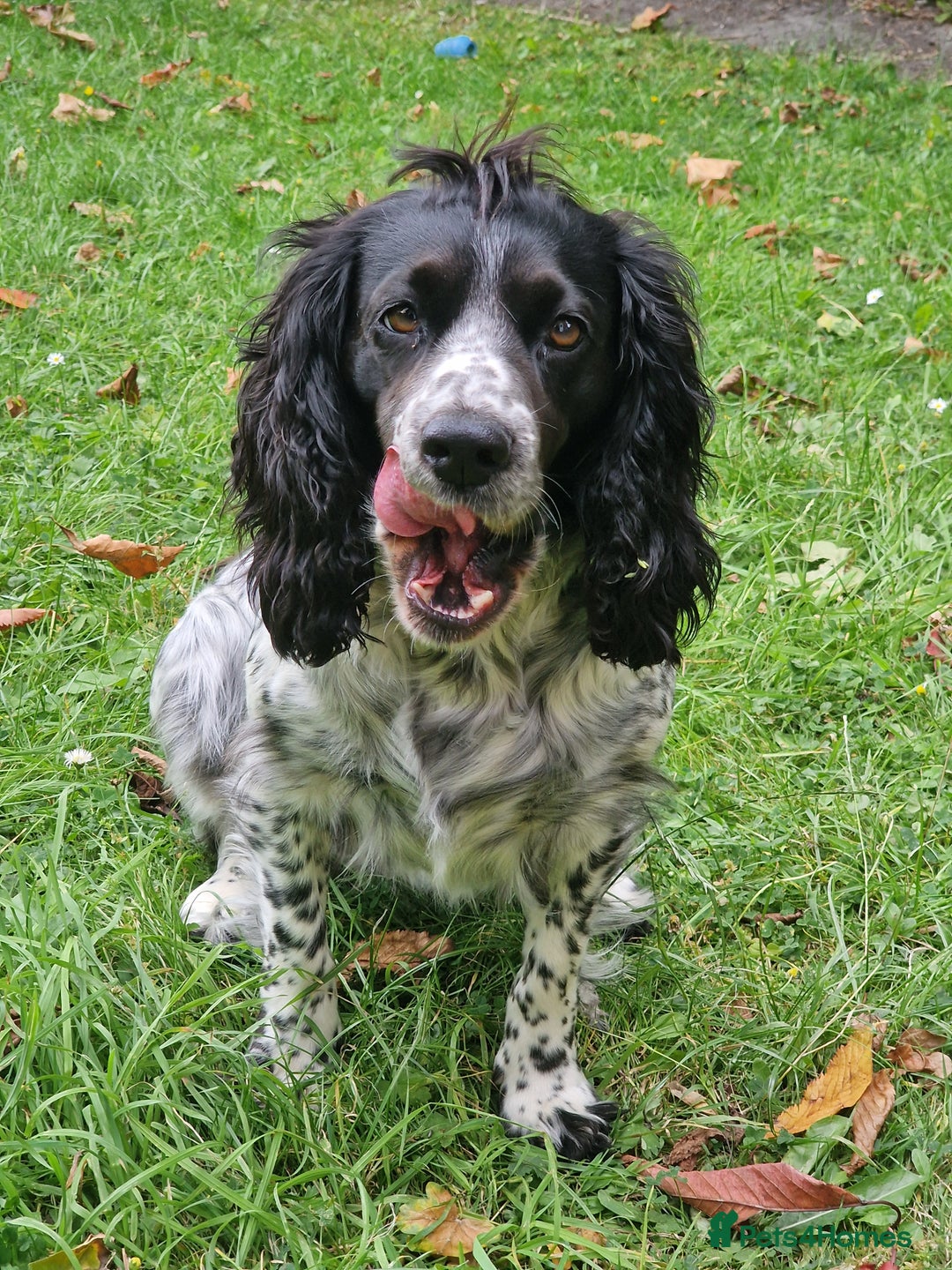 Cocker Spaniel dogs for sale: KC registered, health tested particolour litter - Advert 2