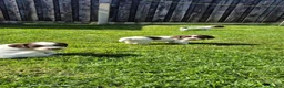 English Springer Spaniel dogs for sale: 3 beautiful springer pups  - Advert 5