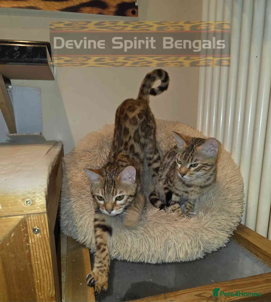 Bengal cats for sale:  Outstanding Quality Bengal kittens ready to leave - Advert 7