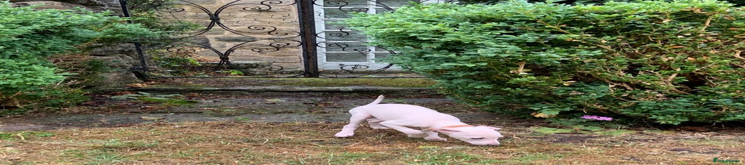 ARLO VELVETHOUND