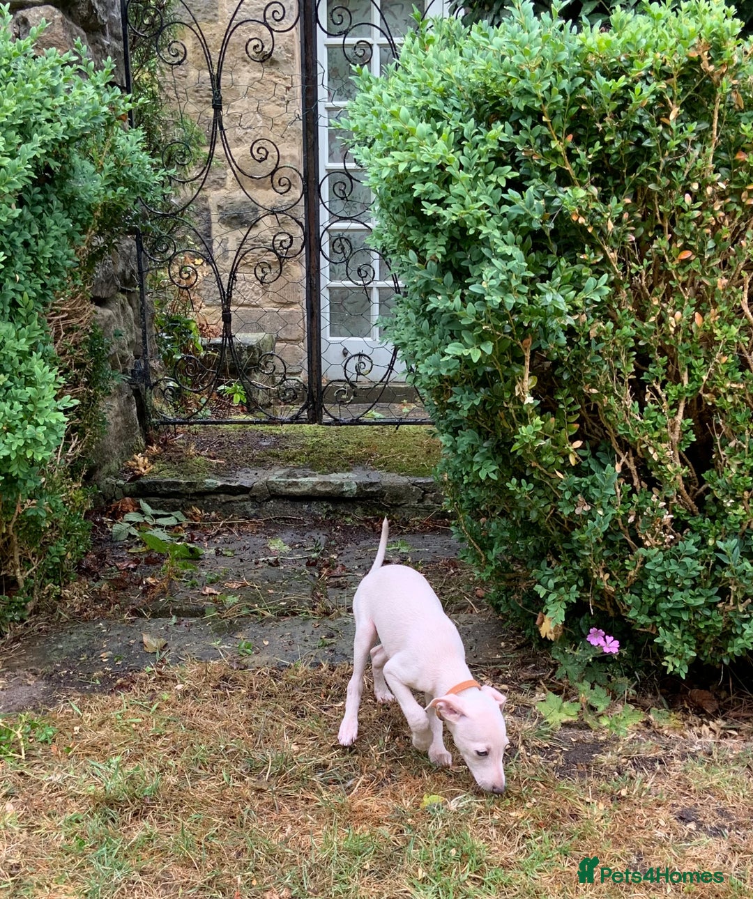 Italian Greyhound dogs for sale: Italian greyhound puppies KC reg European Lineage in Leeds - Image 34