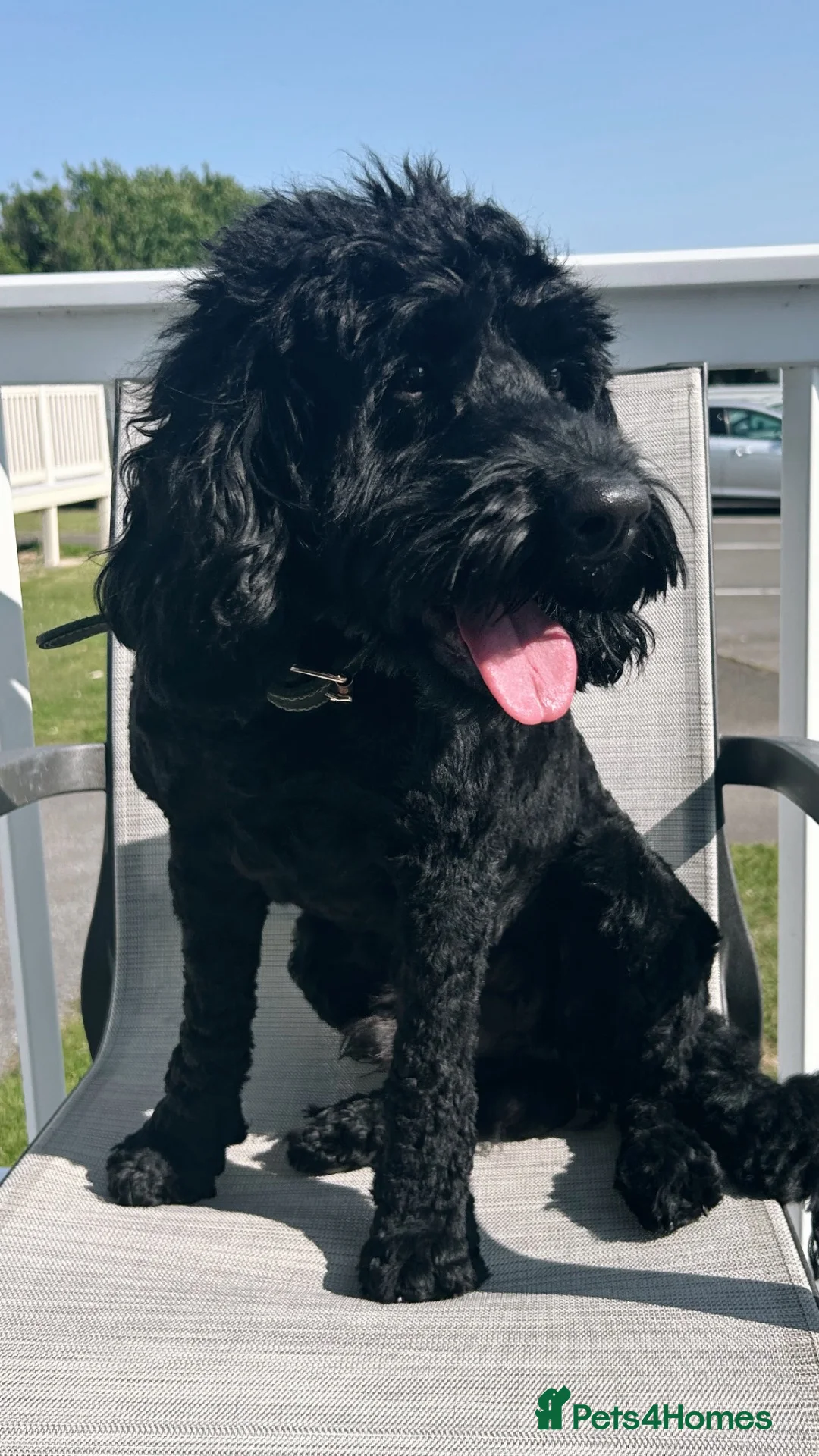 Cockapoo dogs for sale: Cockapoo for Rehoming - Advert 9