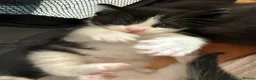 Mixed Breed cats for sale: Mix breed kittens  - Advert 6