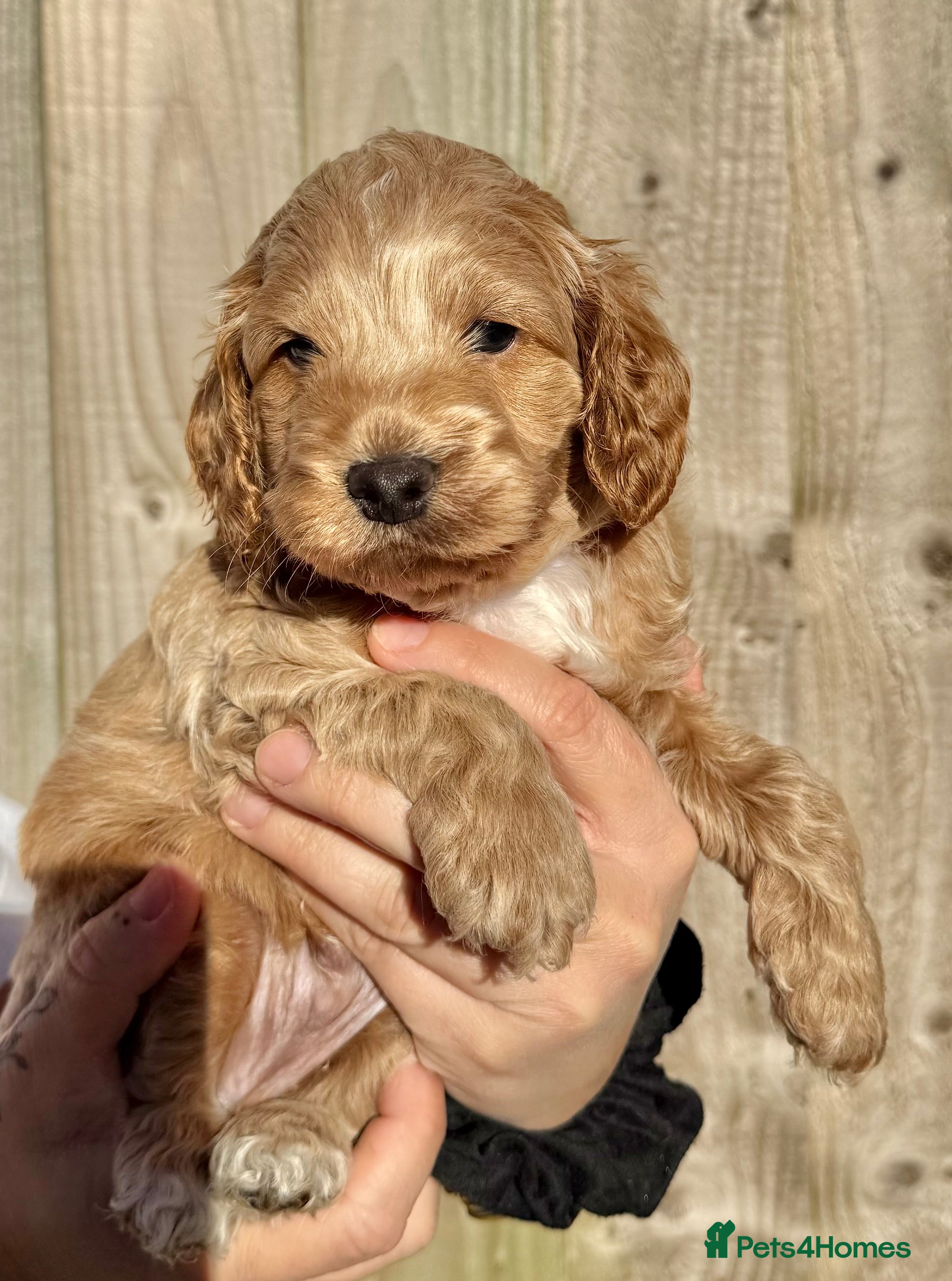 Cockapoo dogs 5 x stunning cockapoo puppies - Advert 2