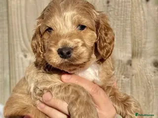 Cockapoo dogs 5 x stunning cockapoo puppies - Advert 2