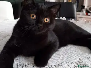 Mixed Breed cats British&Scottish kittens - Advert 2