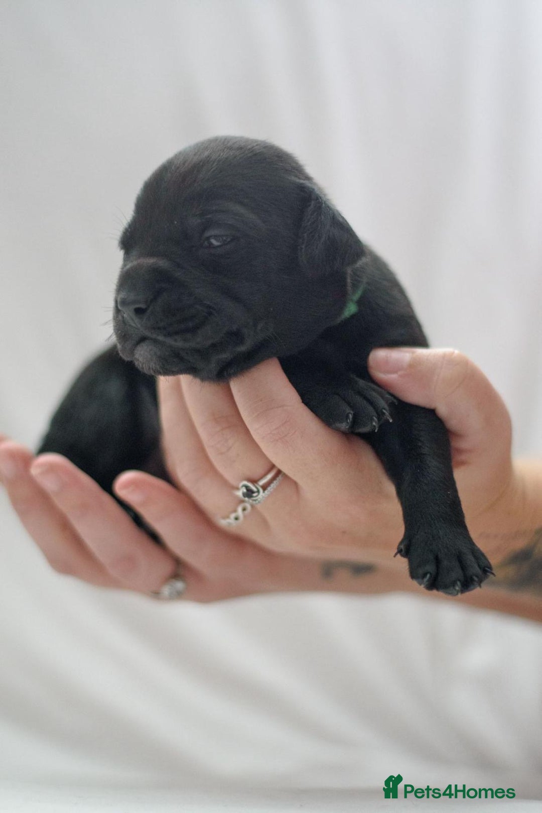 Mixed Breed dogs for sale: Bullador puppies - Image 6