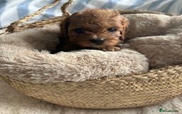 Cavapoo dogs for sale: SUPER EXTENSIVELY HEALTH TESTED 200+ DNA CLEAR 🐶 - Advert 7