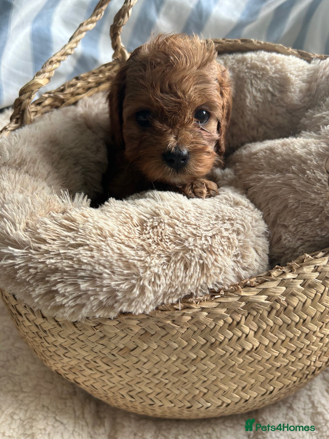 Cavapoo dogs for sale: SUPER EXTENSIVELY HEALTH TESTED 200+ DNA CLEAR 🐶 - Advert 7
