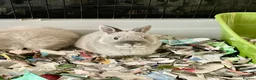 Netherland Dwarf rabbits for sale: Netherland Dwarf purebred Baby Rabbits in Aylesford - Advert 1