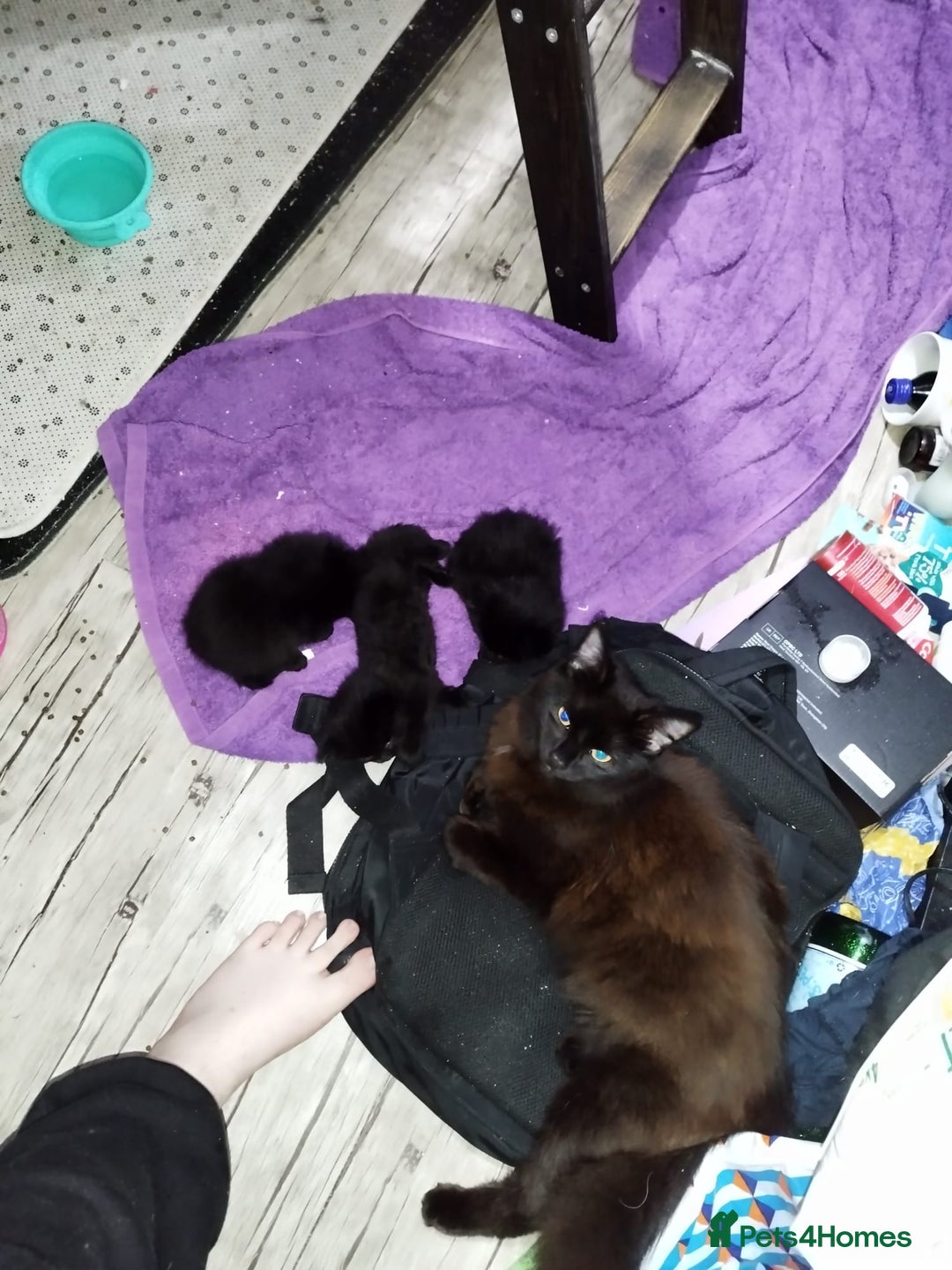 Mixed Breed cats for sale: Stunning cheeky,ragdoll cross kittens - Image 6