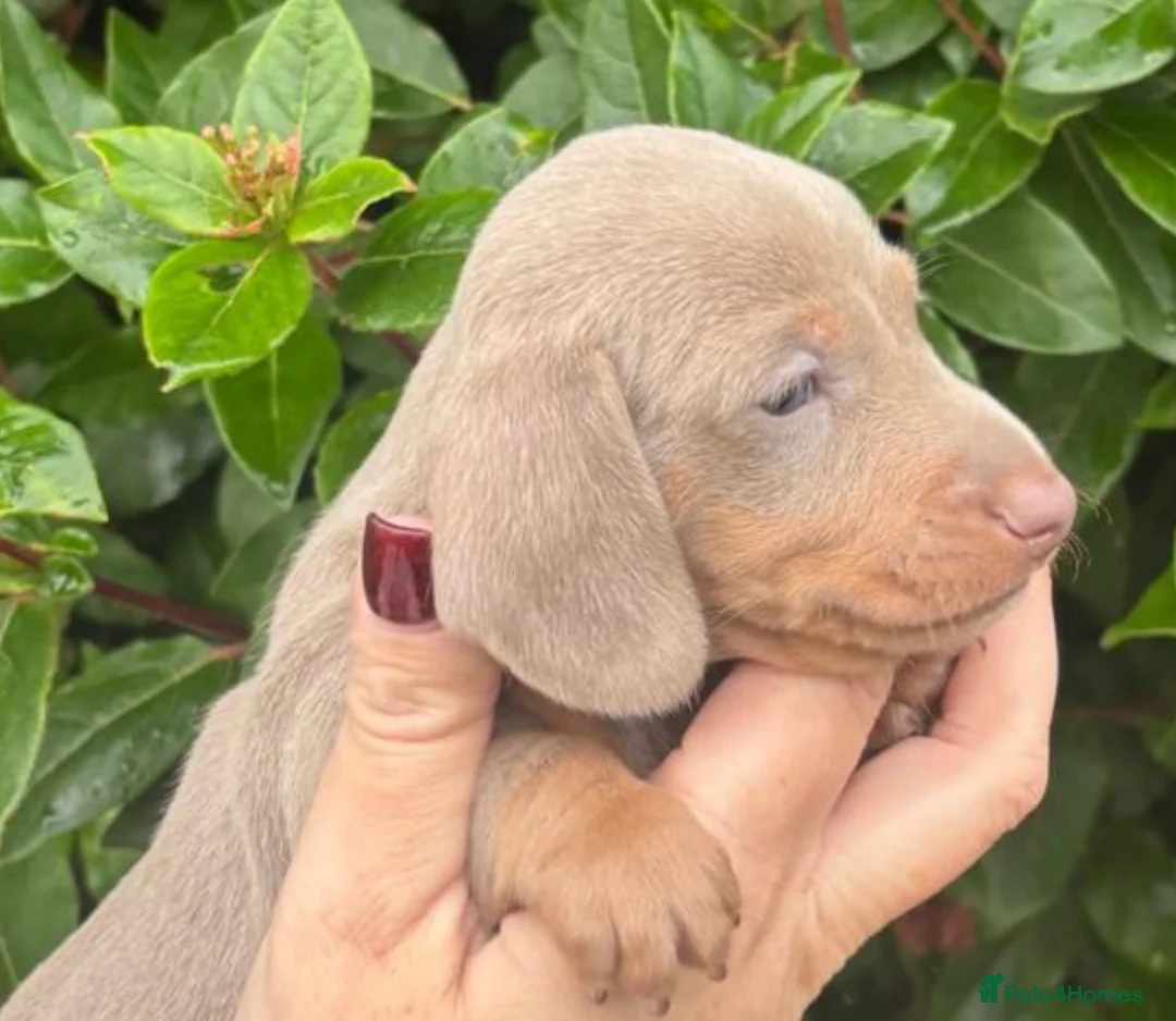 Miniature Dachshund dogs for sale: KC Mini Smooth haired Dachshunds  - Advert 3