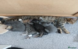 Mixed Breed cats for sale: Kittens  - Image 21