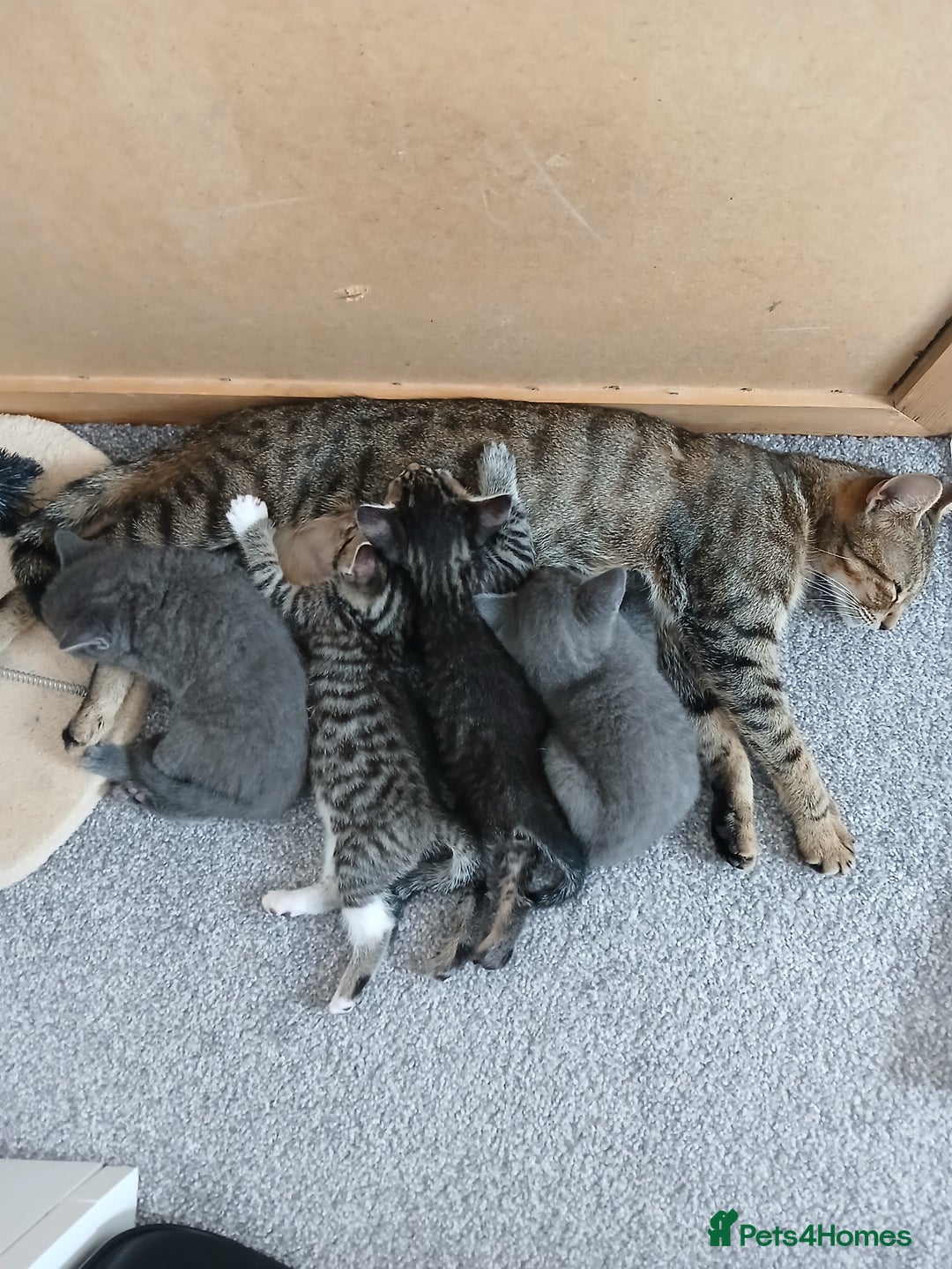 Mixed Breed cats for sale: Kittens  - Image 21