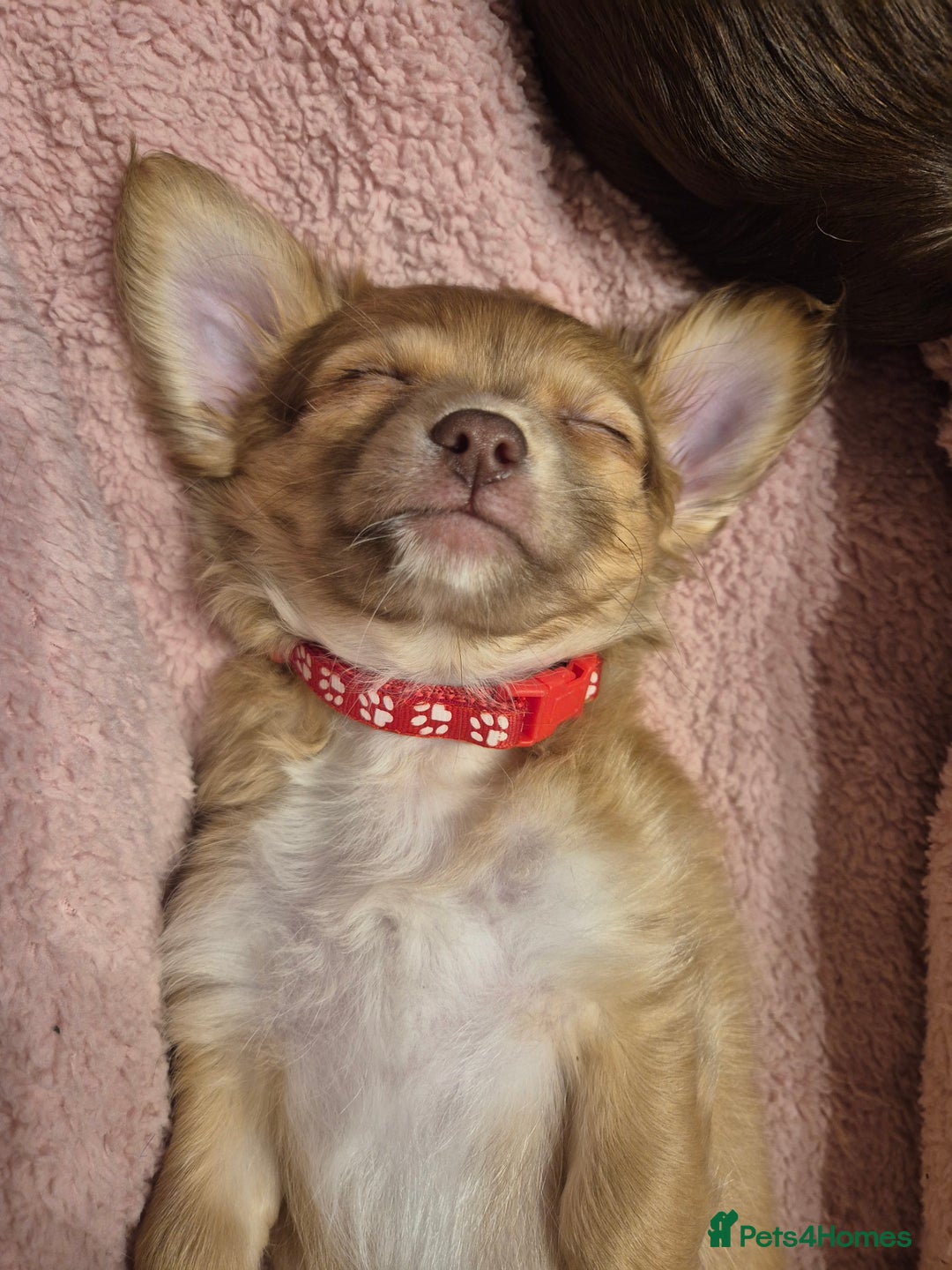Chihuahua dogs for sale: ***READY NOW*** Long Haired Chihuahua Pups  - Advert 3