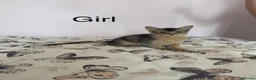Abyssinian cats for sale: TICA Registered Abyssinian × Somali Kittens - Advert 5