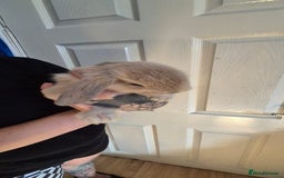 Mini Lion Lop rabbits for sale: Last beautiful  mini lion lop - Image 2