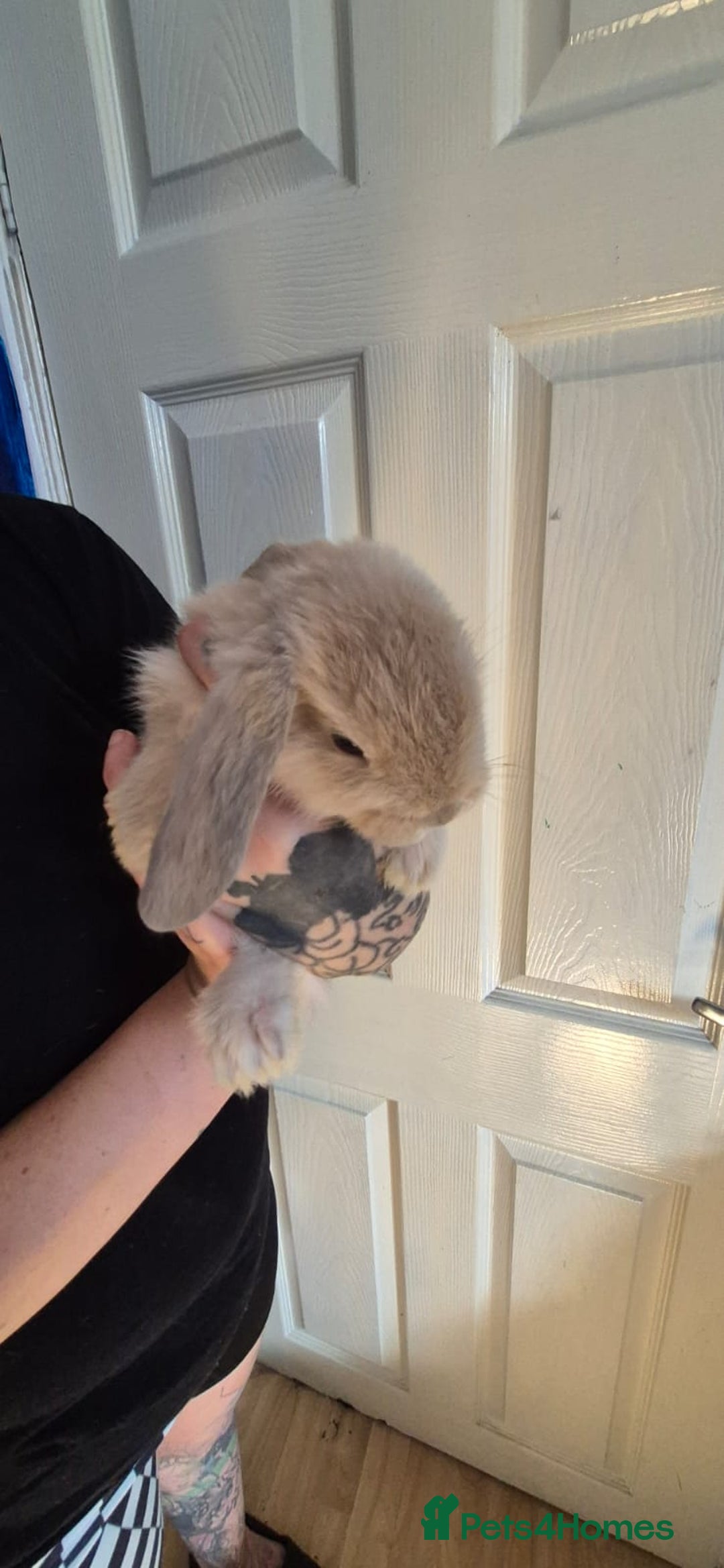 Mini Lion Lop rabbits for sale: Last beautiful  mini lion lop - Image 2