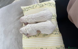 Cocker Spaniel dogs for sale: Healthy puppies - Image 3